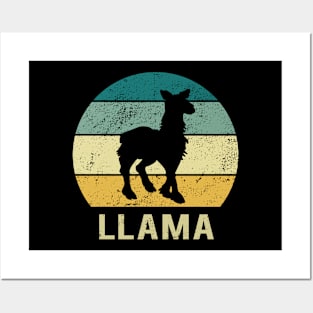 Llama At Sunset A Gift For Llama Lovers Posters and Art